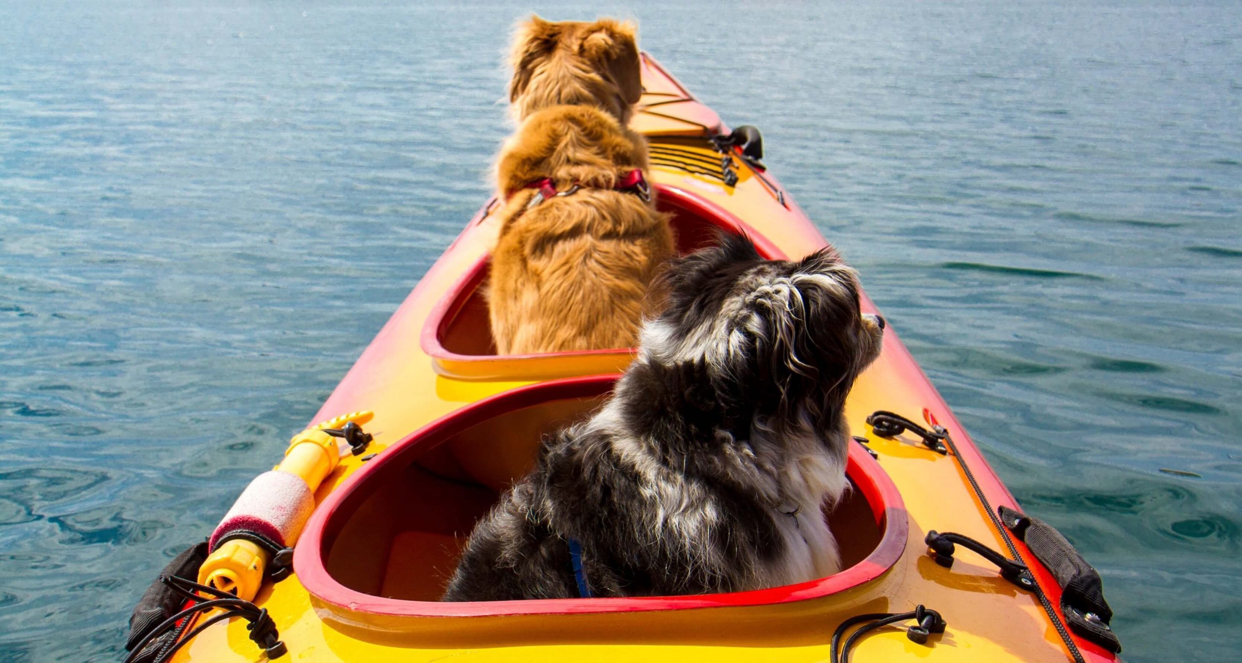 two dogs on a kayak
